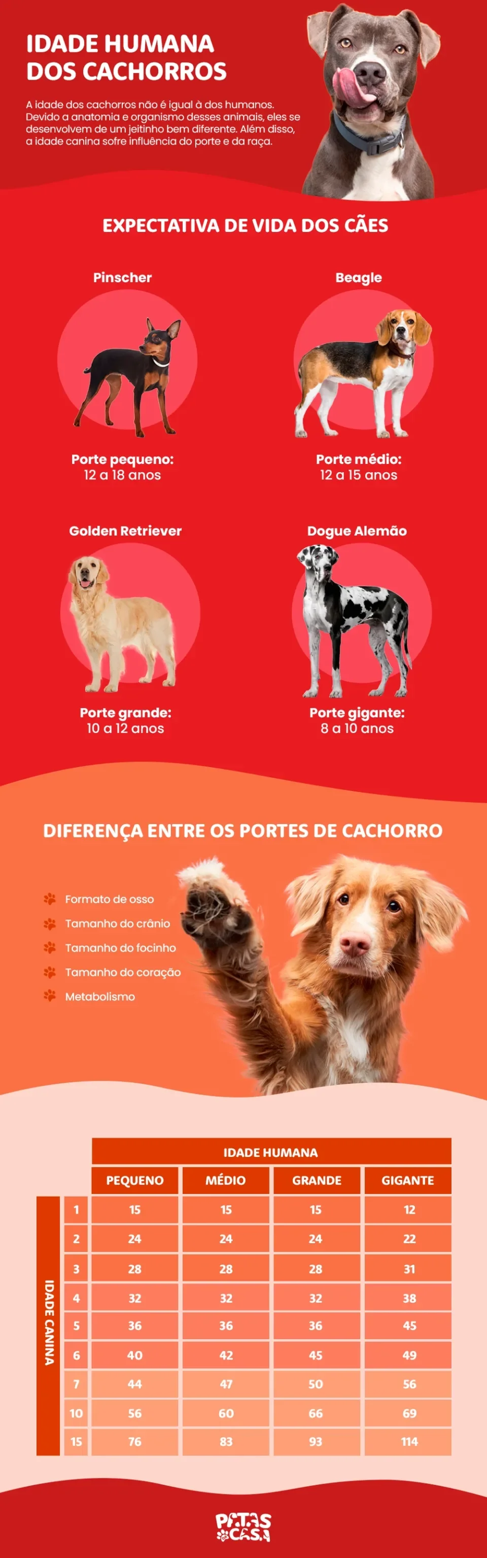 Bloco informativo mostrando como calcular a idade de cachorro em anos humanos