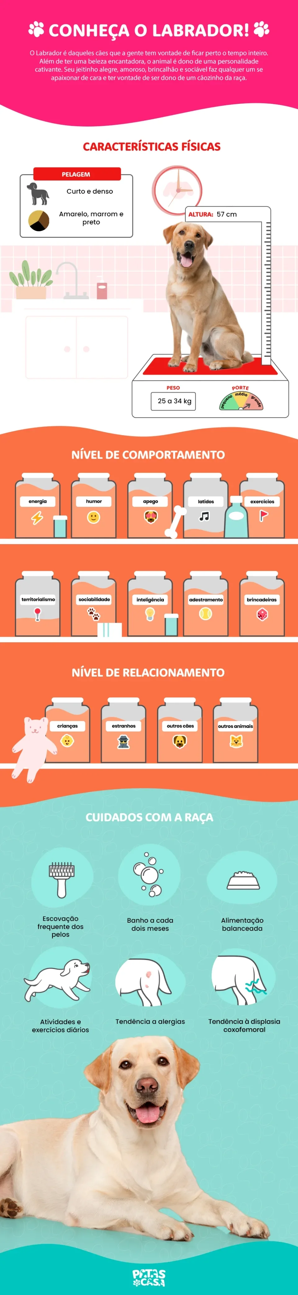 Infográfico com as principais características do Labrador