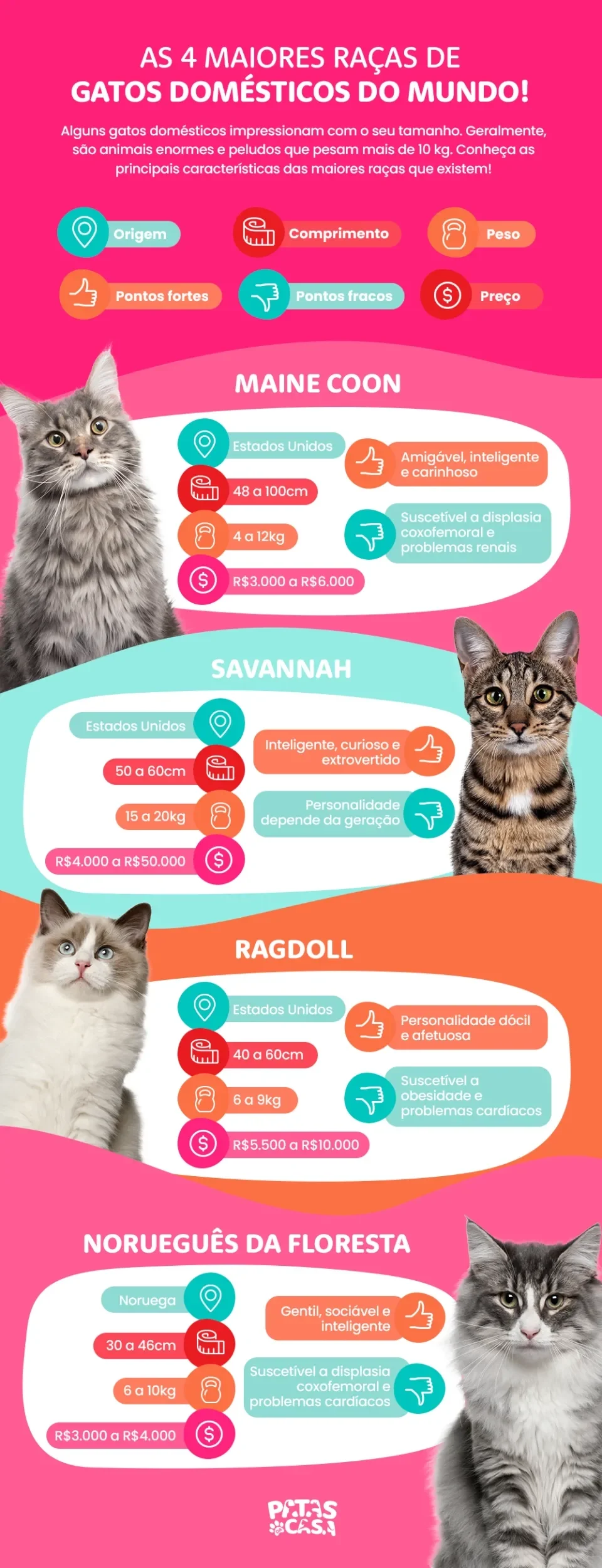 Infográfico com as 4 maiores raças de gatos domésticos do mundo
