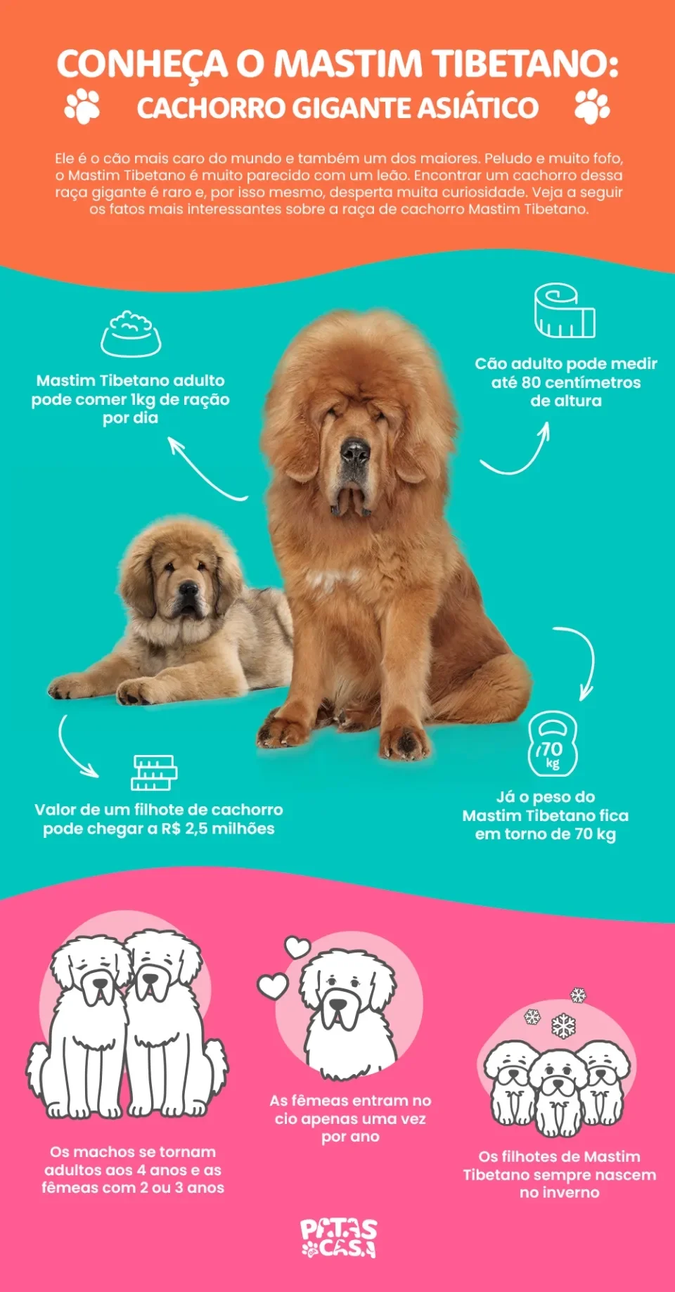 Infográfico sobre o cão Mastim Tibetano