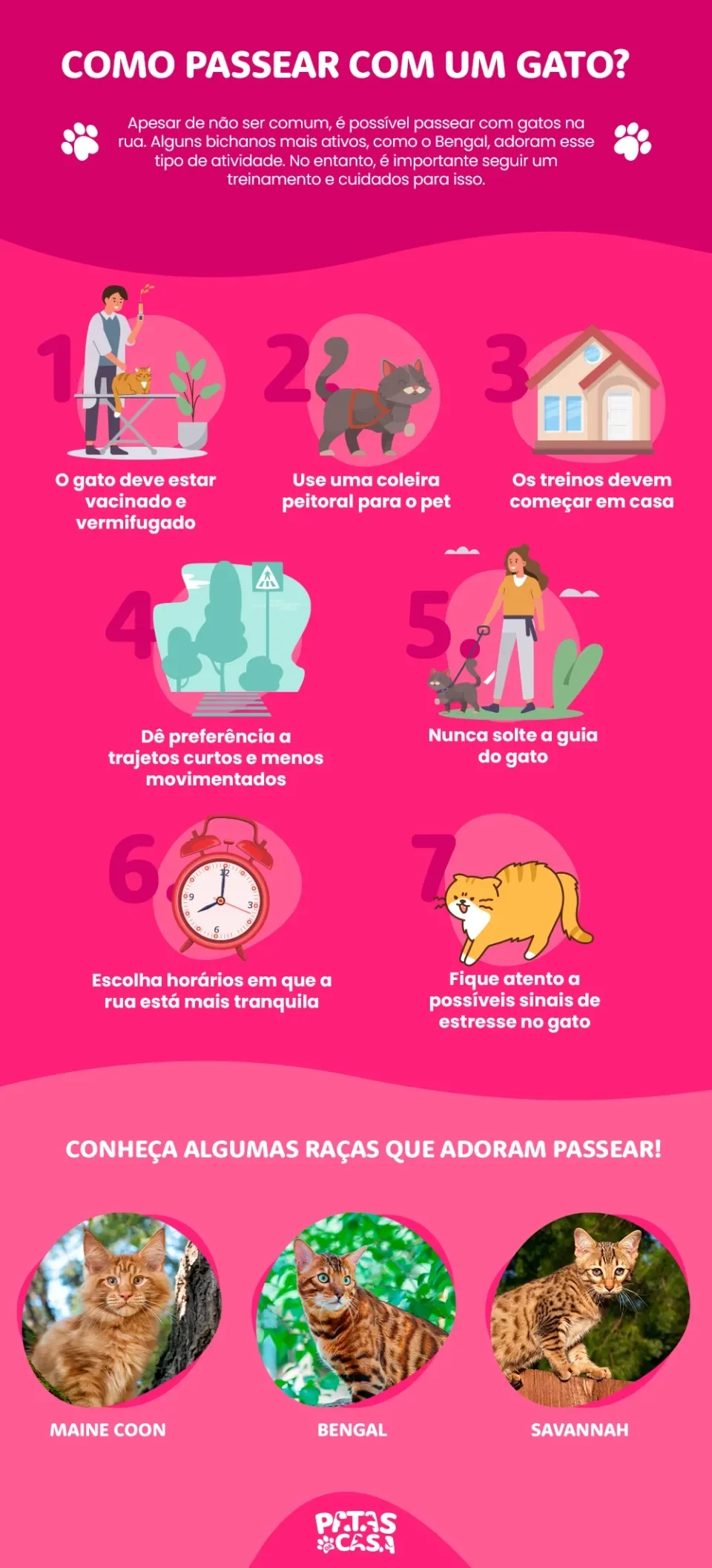 bloco informativo mostrando dicas de como passear com gato