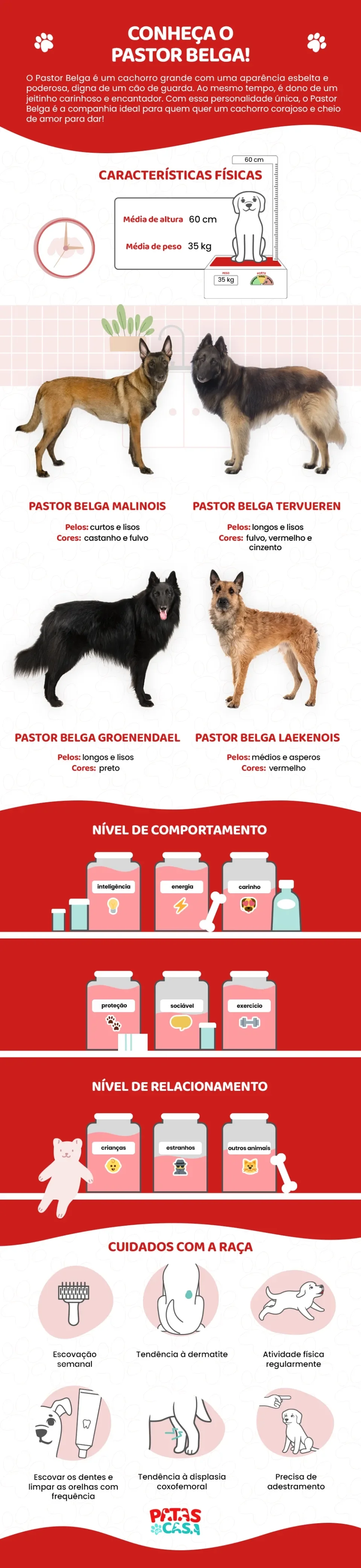 Infográfico com os pincipais dados sobre o Pastor Belga