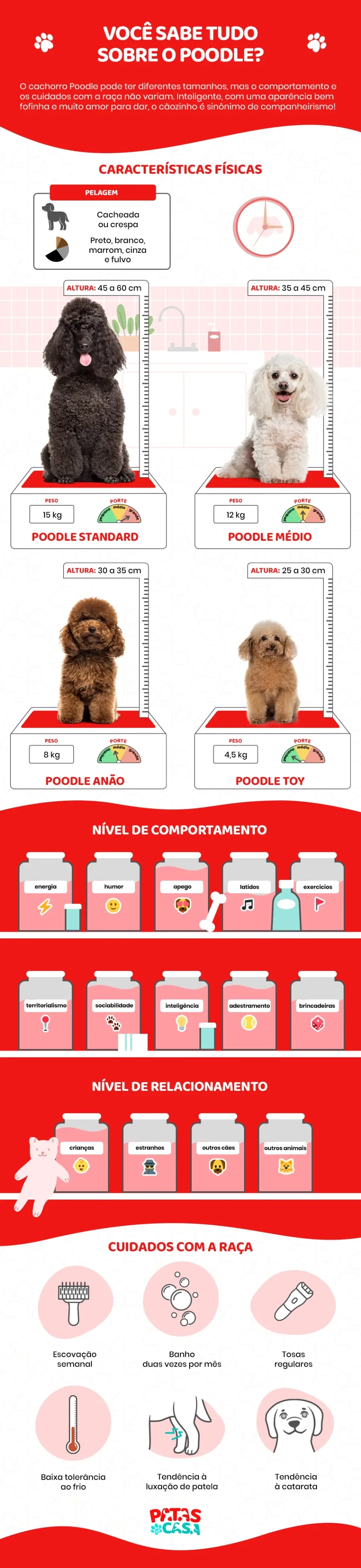 Infográfico com as principais características do cão Poodle