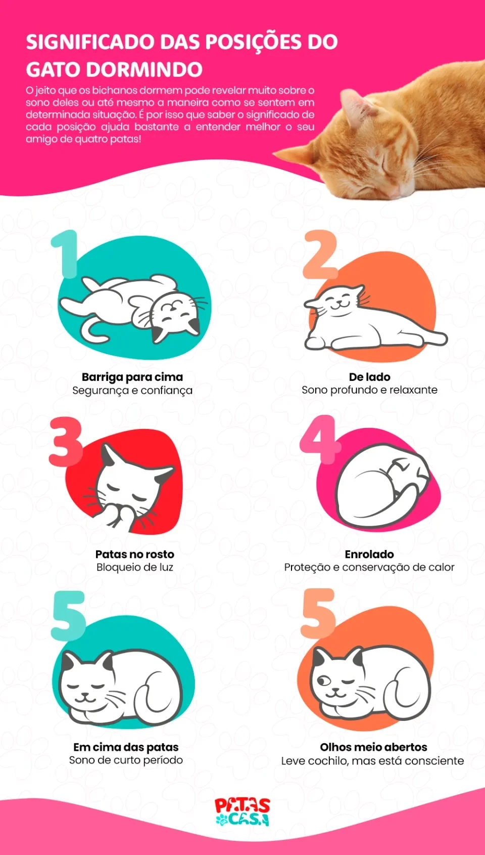 Infográfico explicando as posições do gato dormindo