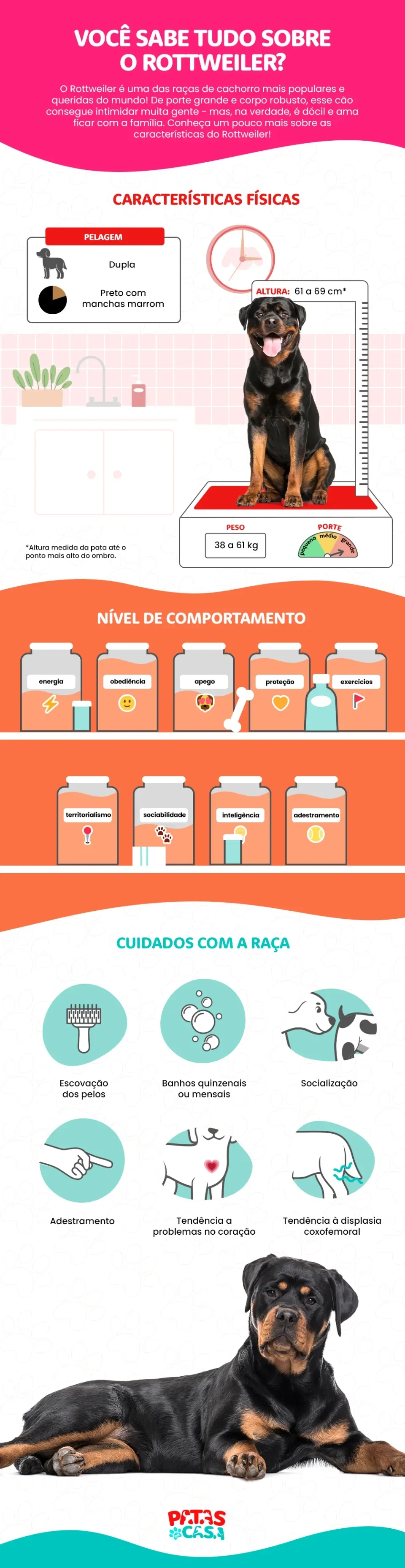 Infográfico mostrando as características do Rottweiler
