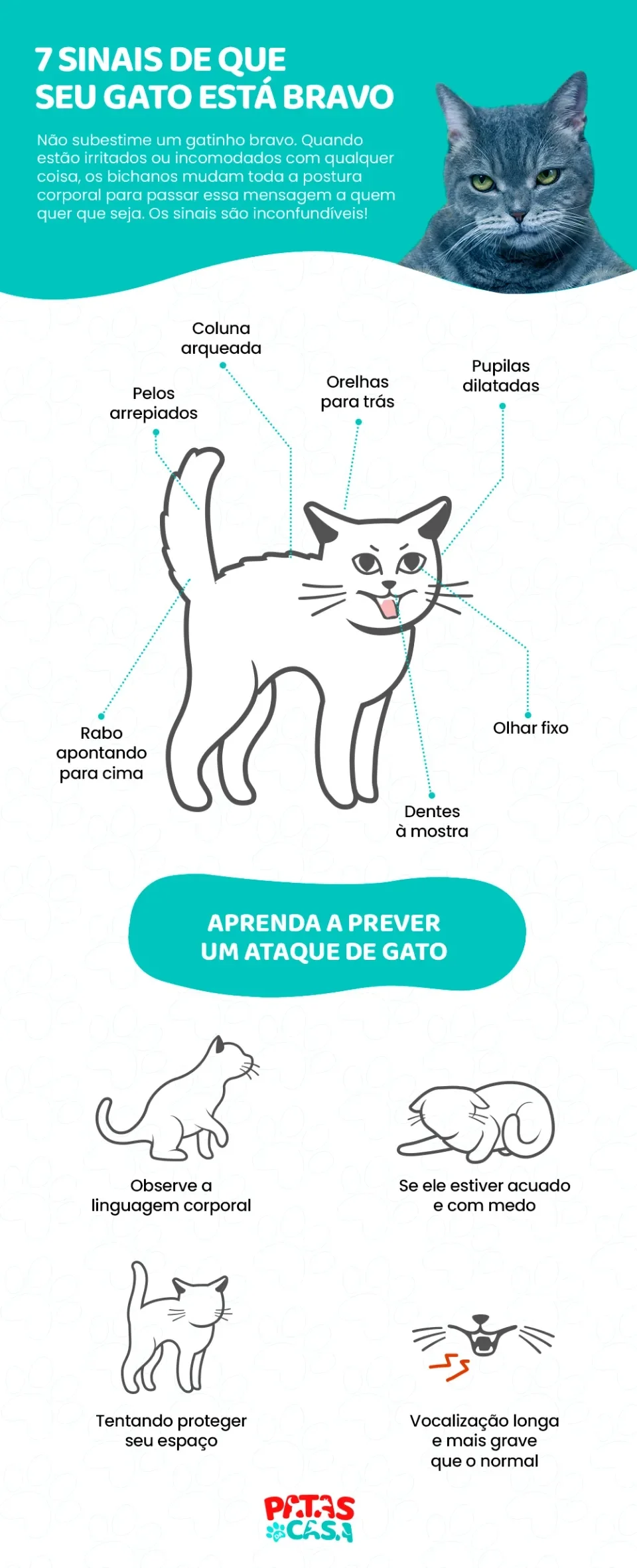 Infográfico apontando sinais de que seu gato está bravo