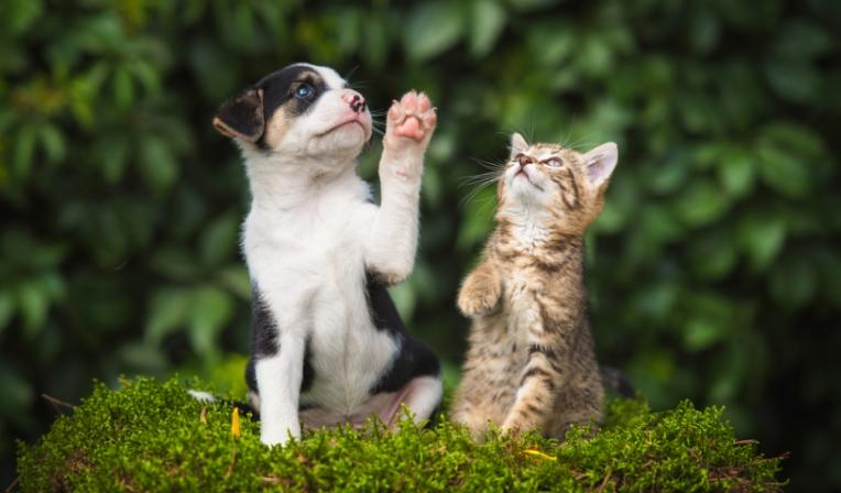 Imagem categoria Comportamento Animal