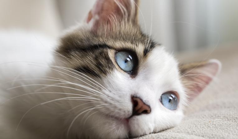 gato