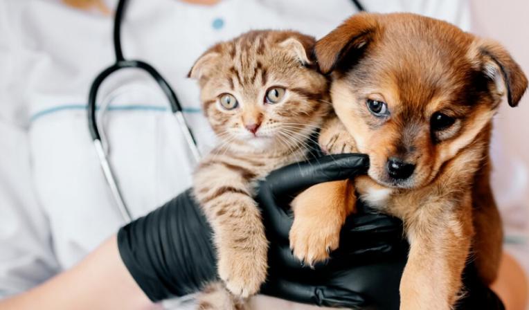 Imagem categoria Saúde animal