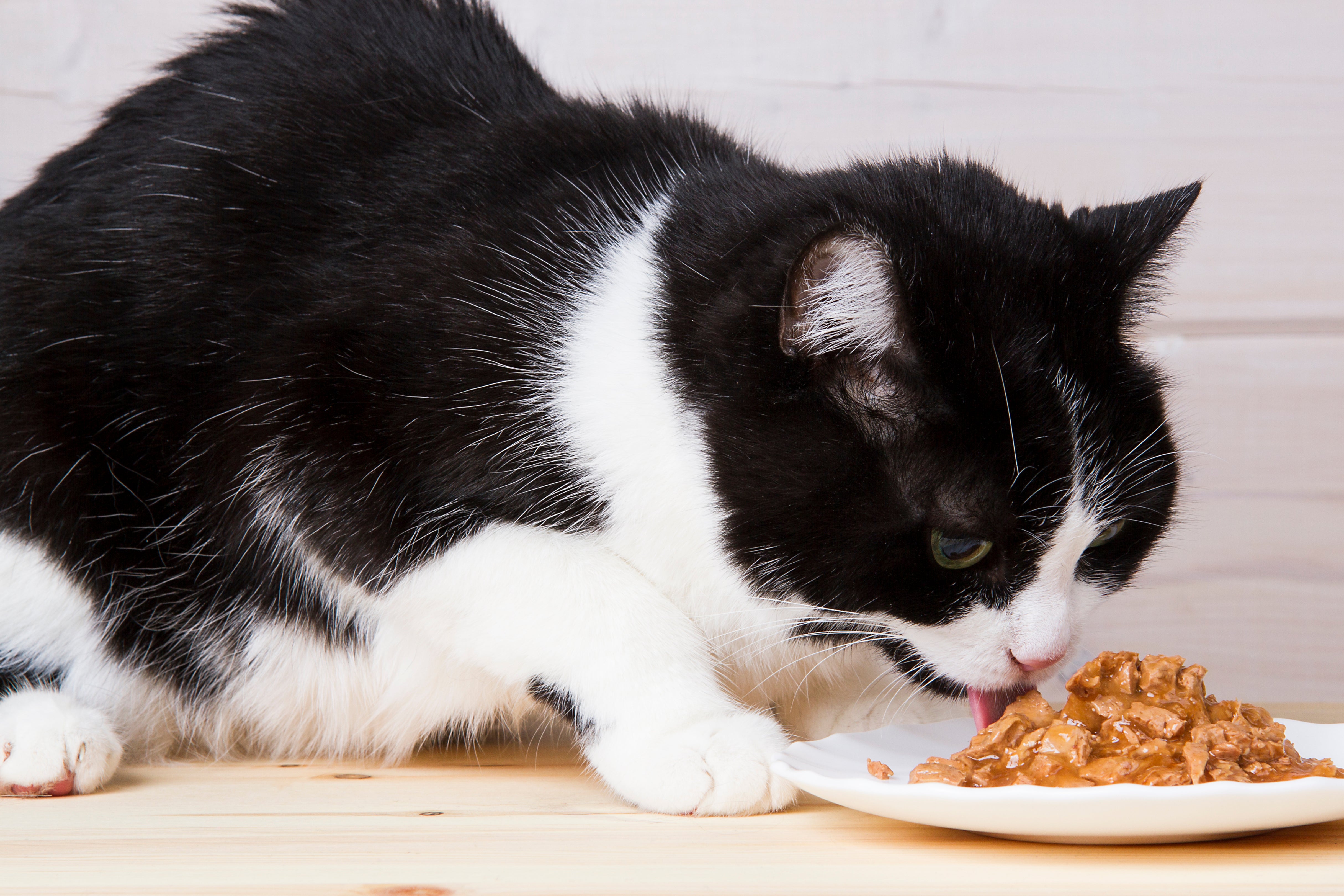 Включи кота который ест. Котенок кушает. Кот картошка. Котик кушает тортик. Каша для кошек.