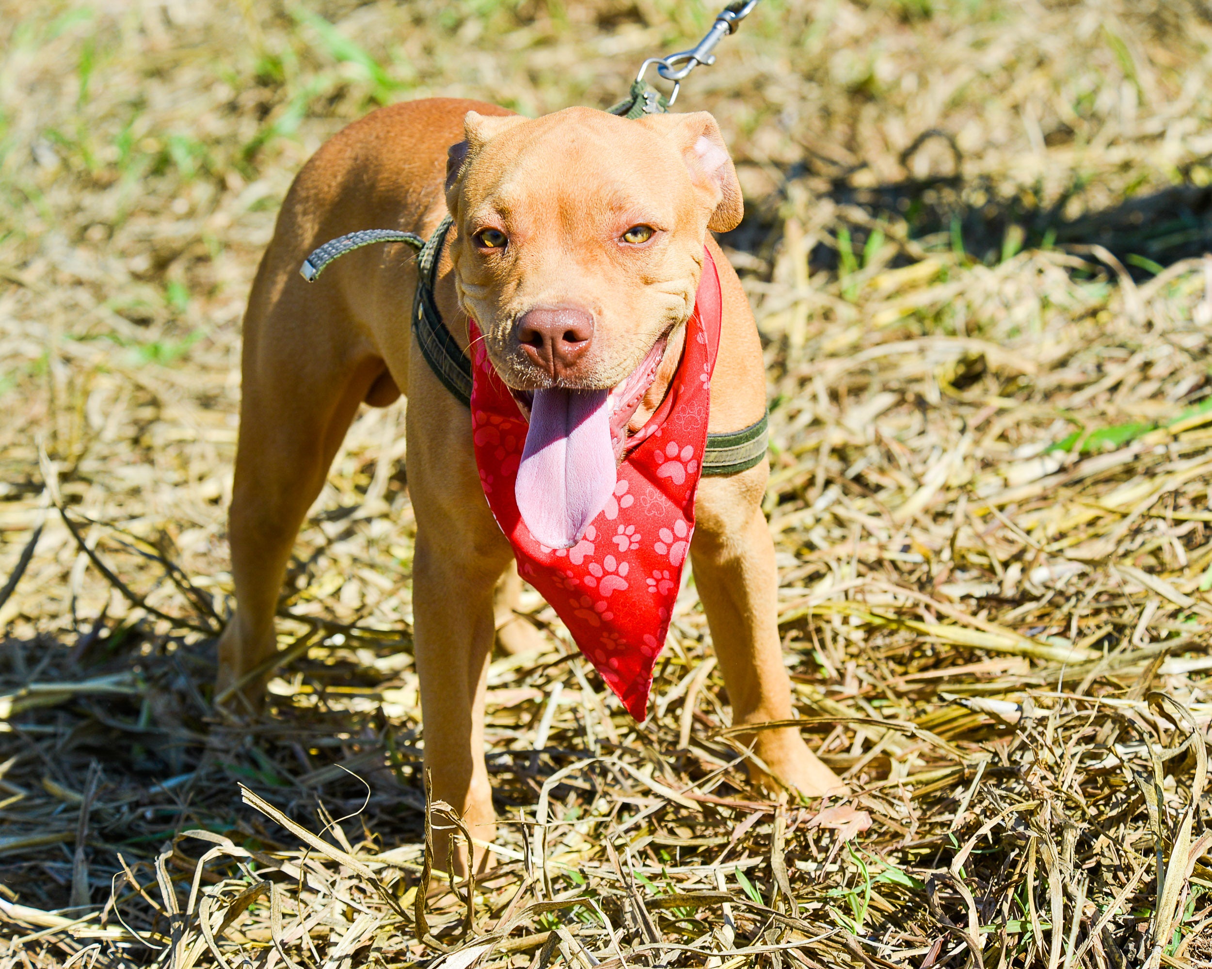 Cachorro caramelo com a língua de fora em pé na grama