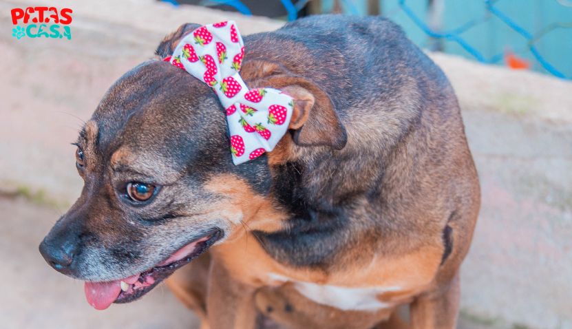 Para adotar cachorro, o Abrigo Chácara da Dolores disponibiliza vários pets, como a Bia Cachorro vira-lata mesclado