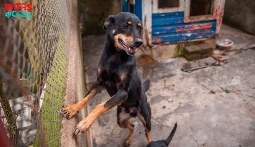 Cachorro vira-lata preto