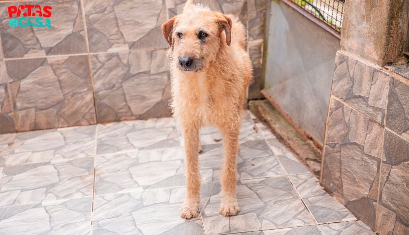 Cachorros para adotar peludos: esse da foto é o Gigante Cachorro vira-lata bege