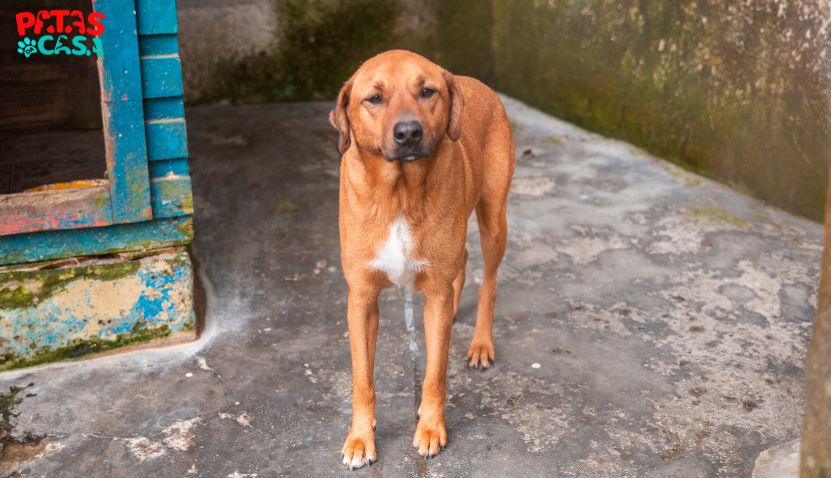 Adotar cachorro vira-lata caramelo é o sonho da Mel Cachorro vira-lata caramelo