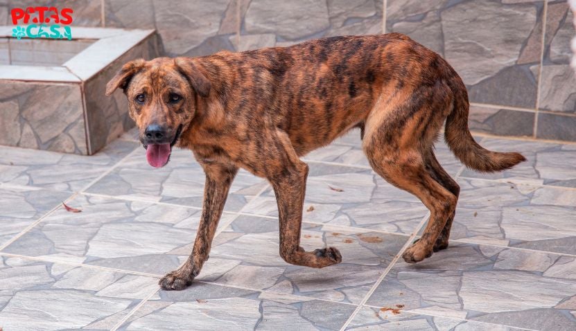 Que tal adotar cachorro grande? O Mineirinho Jr. vai adorar saber disso! Cachorro vira-lata tigrado