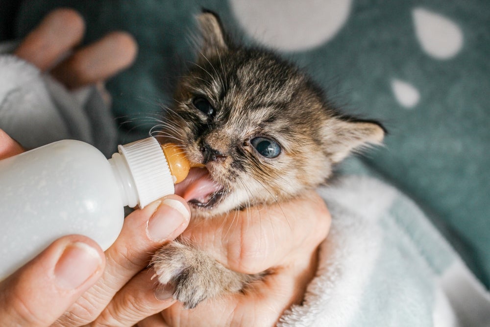 Gatinho abandonado precisa de mãe adotiva ou leite artificial para pets