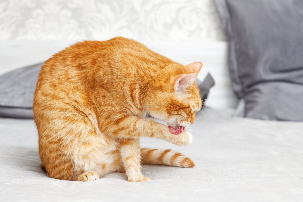 "Banho de gato" lubrifica e controla a temperatura do felino