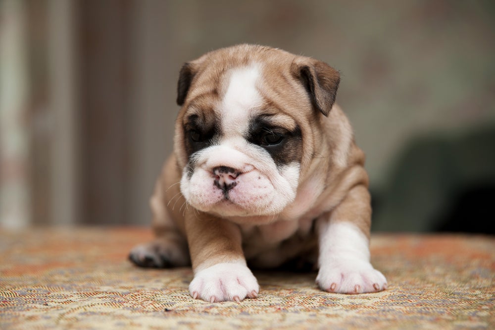 O filhote do Bulldog Americano precisa de cuidados com alimentação, vacinas e vermífugo