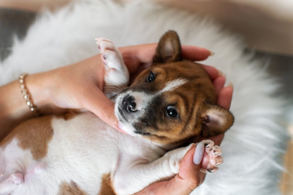 O Basenji filhote é incrivelmente fofo!