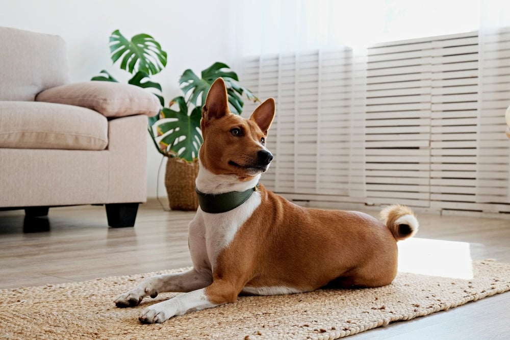 Basenji: cachorro é ótimo para apartamentos
