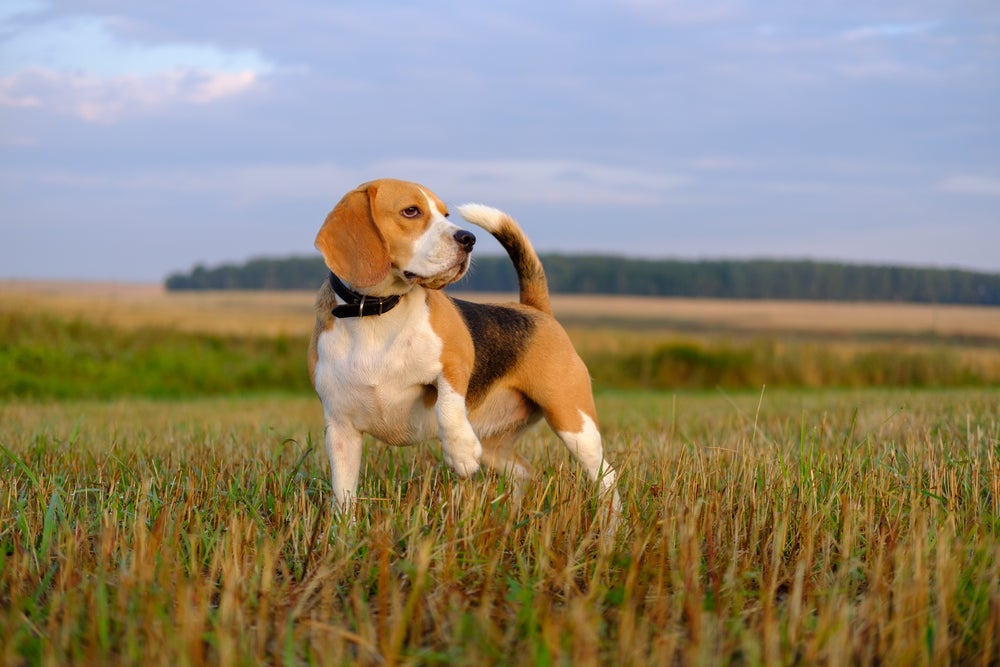 O Beagle é uma raça de cachorro mais popular no Brasil do que muitos cães