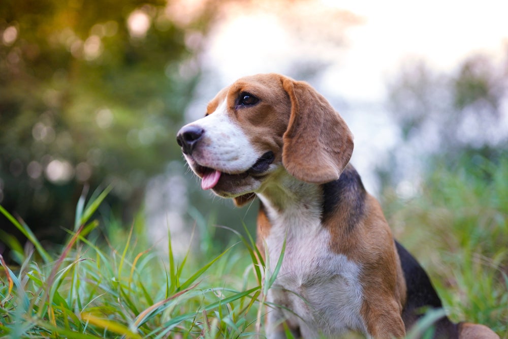 Raças de cachorro: Beagle é bem ativo e brincalhão