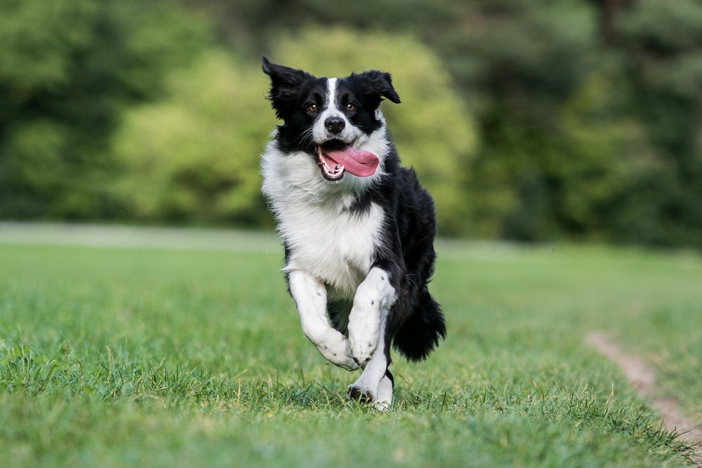 Border Collie é uma das raças de cachorro que se destaca no quesito inteligência
