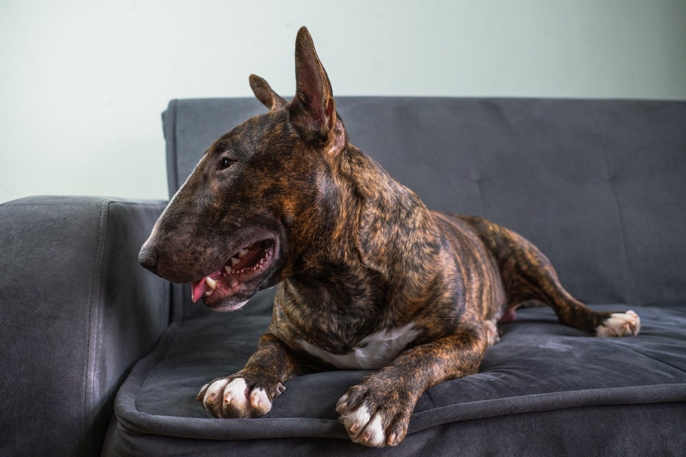 Bull Terrier tigrado deitado no sofá