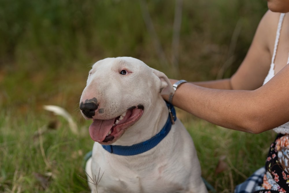 Bull Terrier recebendo carinho com língua de fora