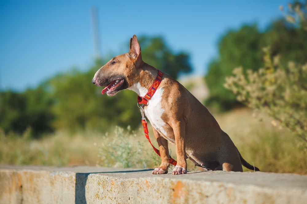 A raça Bull Terrier precisa de cuidados com os raios solares