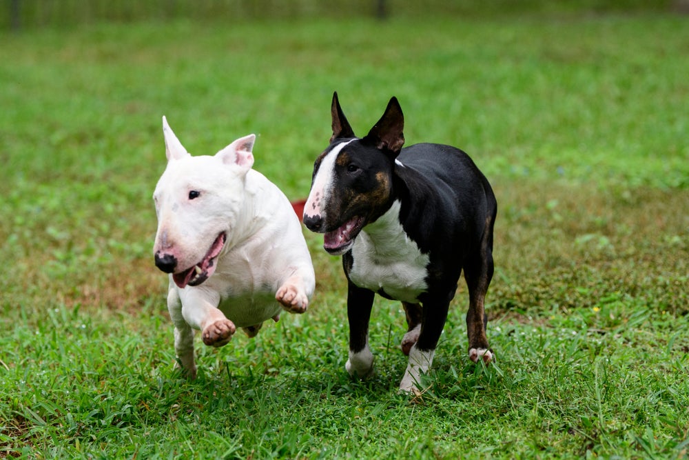 Dois Bull Terriers correndo