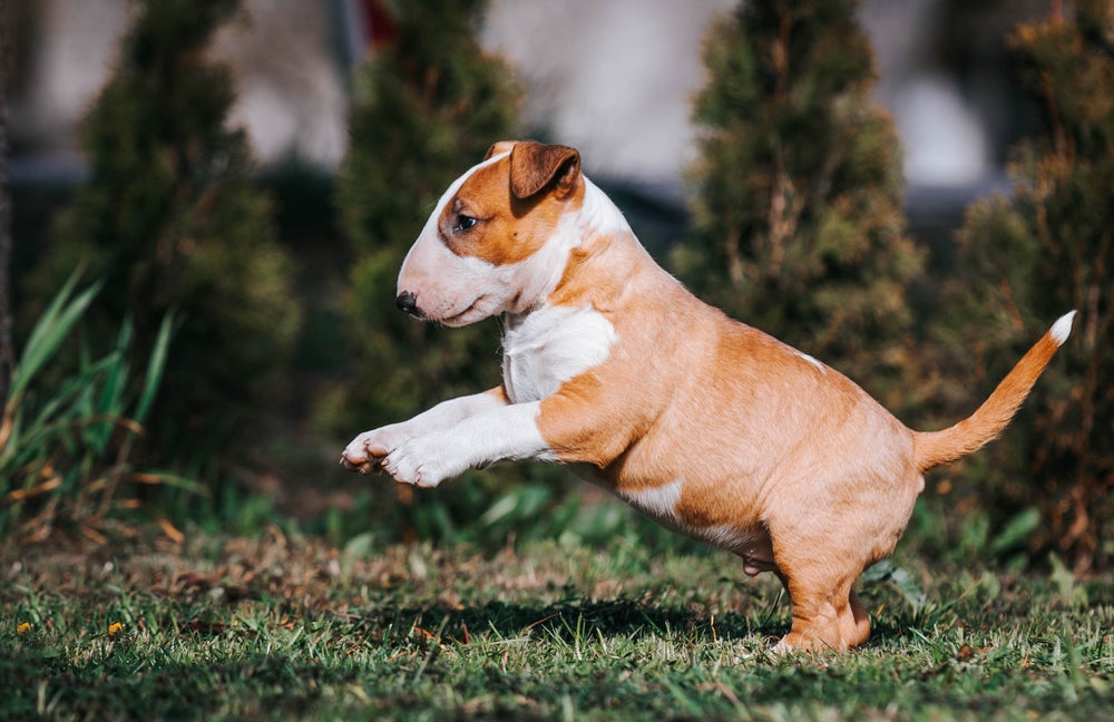 Bull Terrier filhote pulando