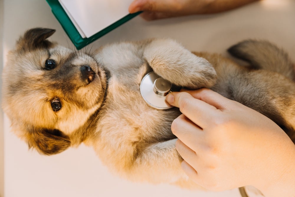 Tosse dos canis: tratamento requer medicação e repouso