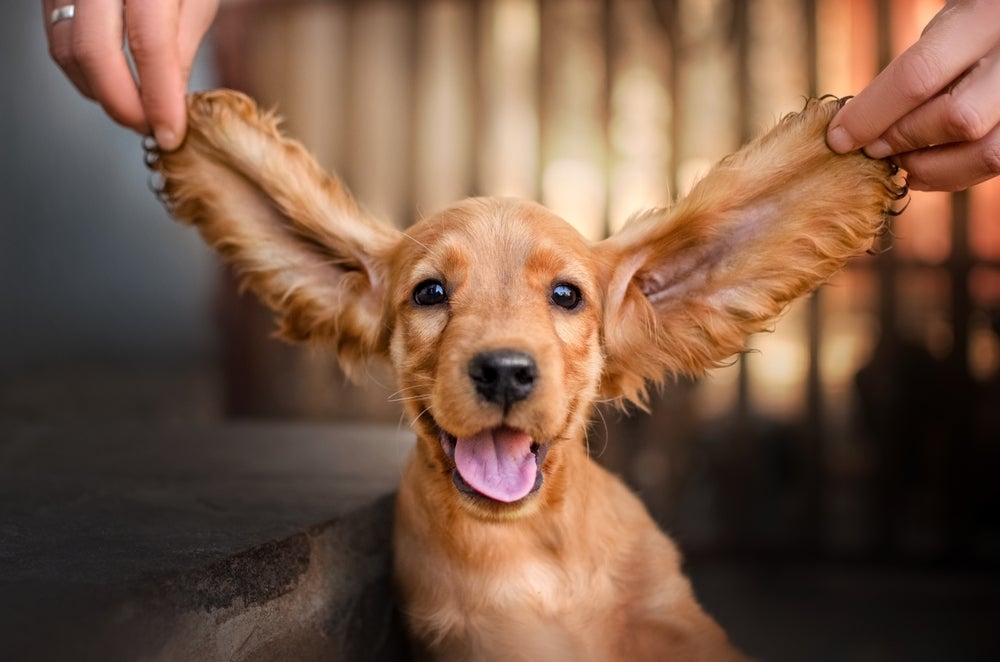 Cachorro Cocker Spaniel filhote com orelhas sendo seguradas por duas mãos