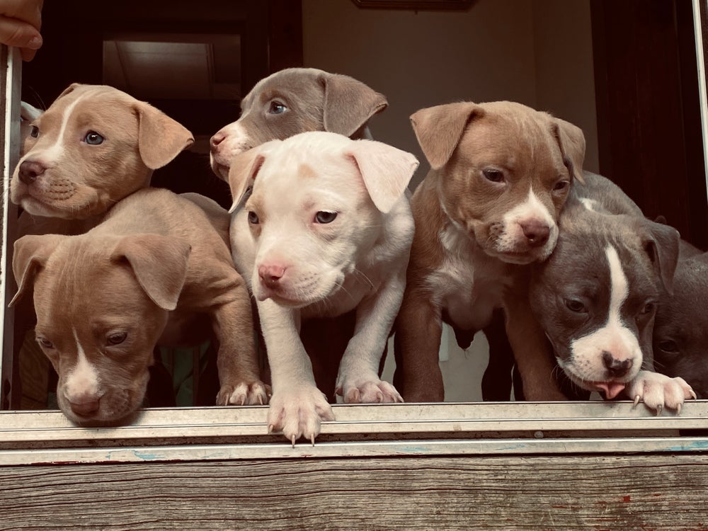 Vários filhotes de Pitbull juntos
