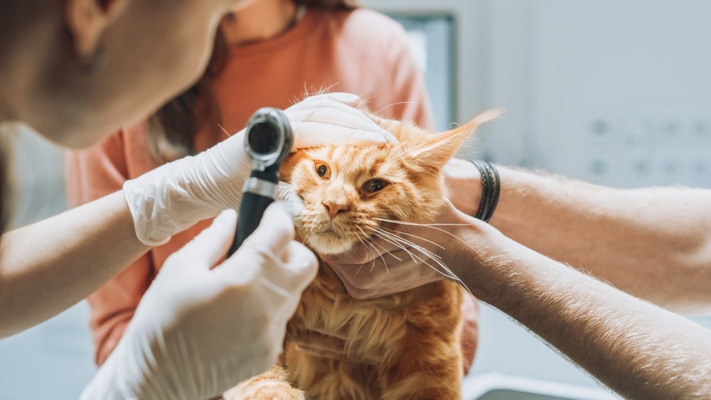 Gato laranja sendo avaliado por veterinário