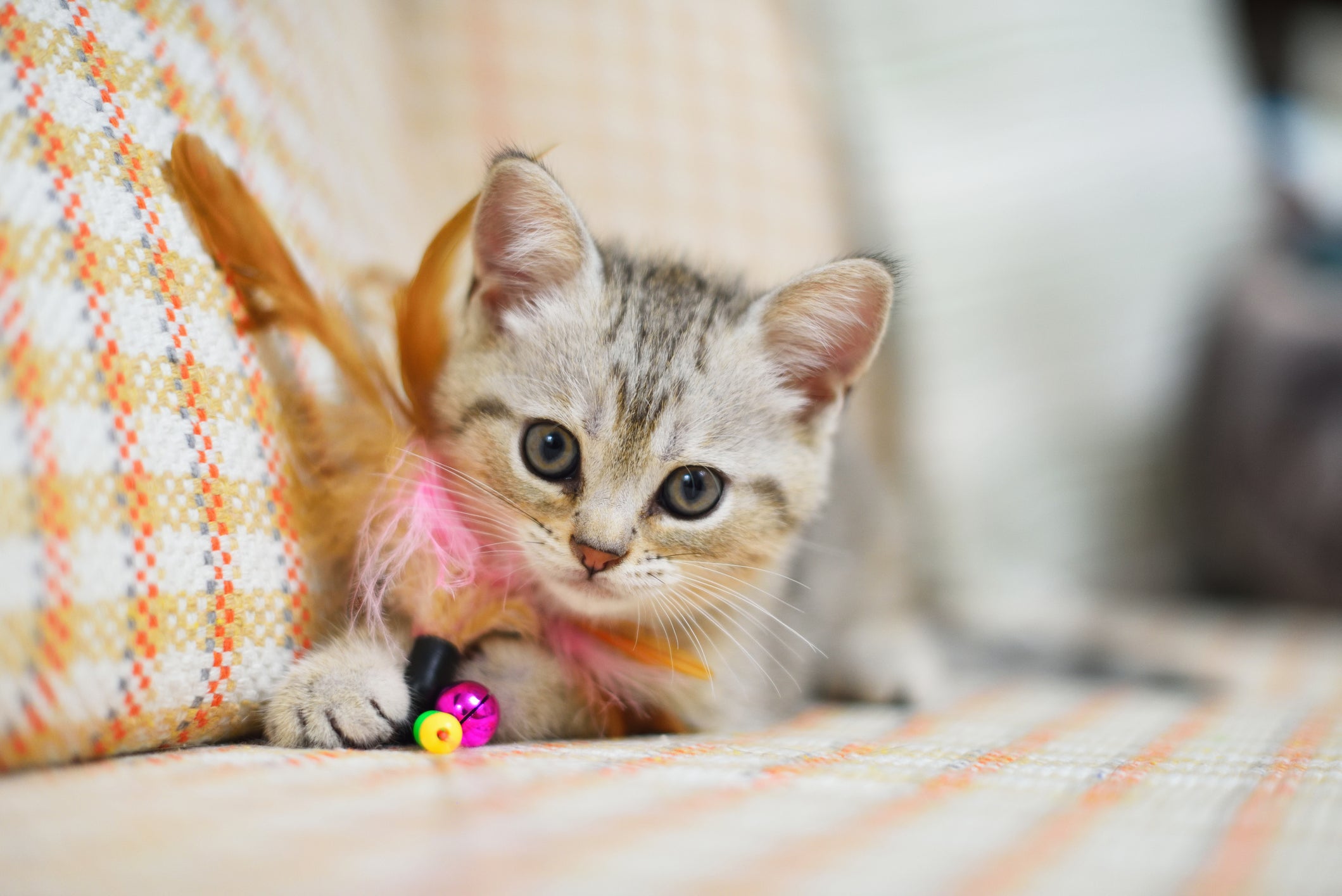 Foto de gato filhote em cima do sofá