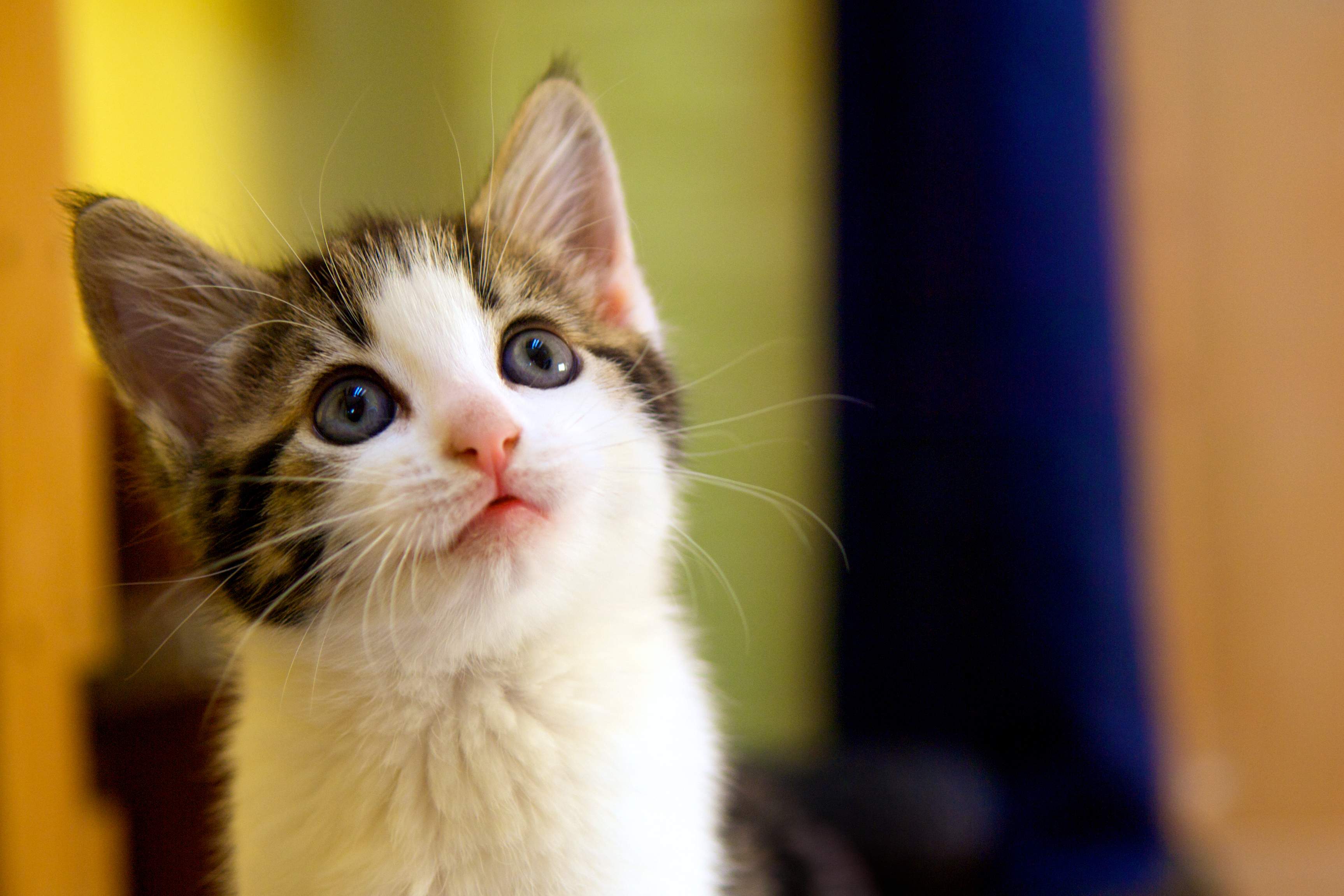 Foto de gato fofo olhando para cima