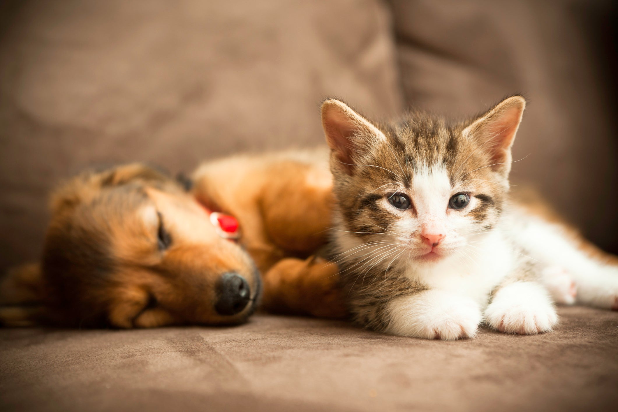 Filhote de gato ao lado de filhote de cachorro dormindo