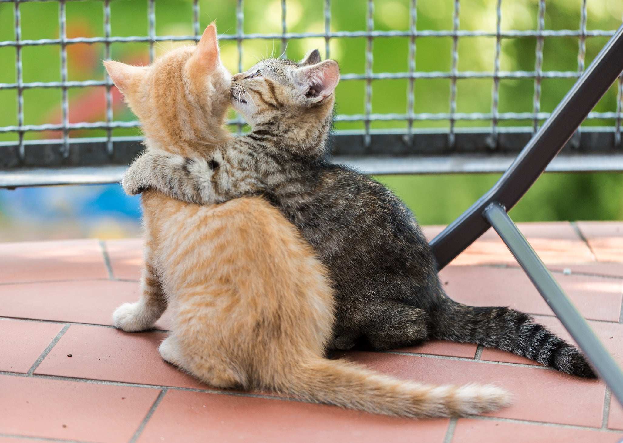 Dois filhotes de gato se abraçando