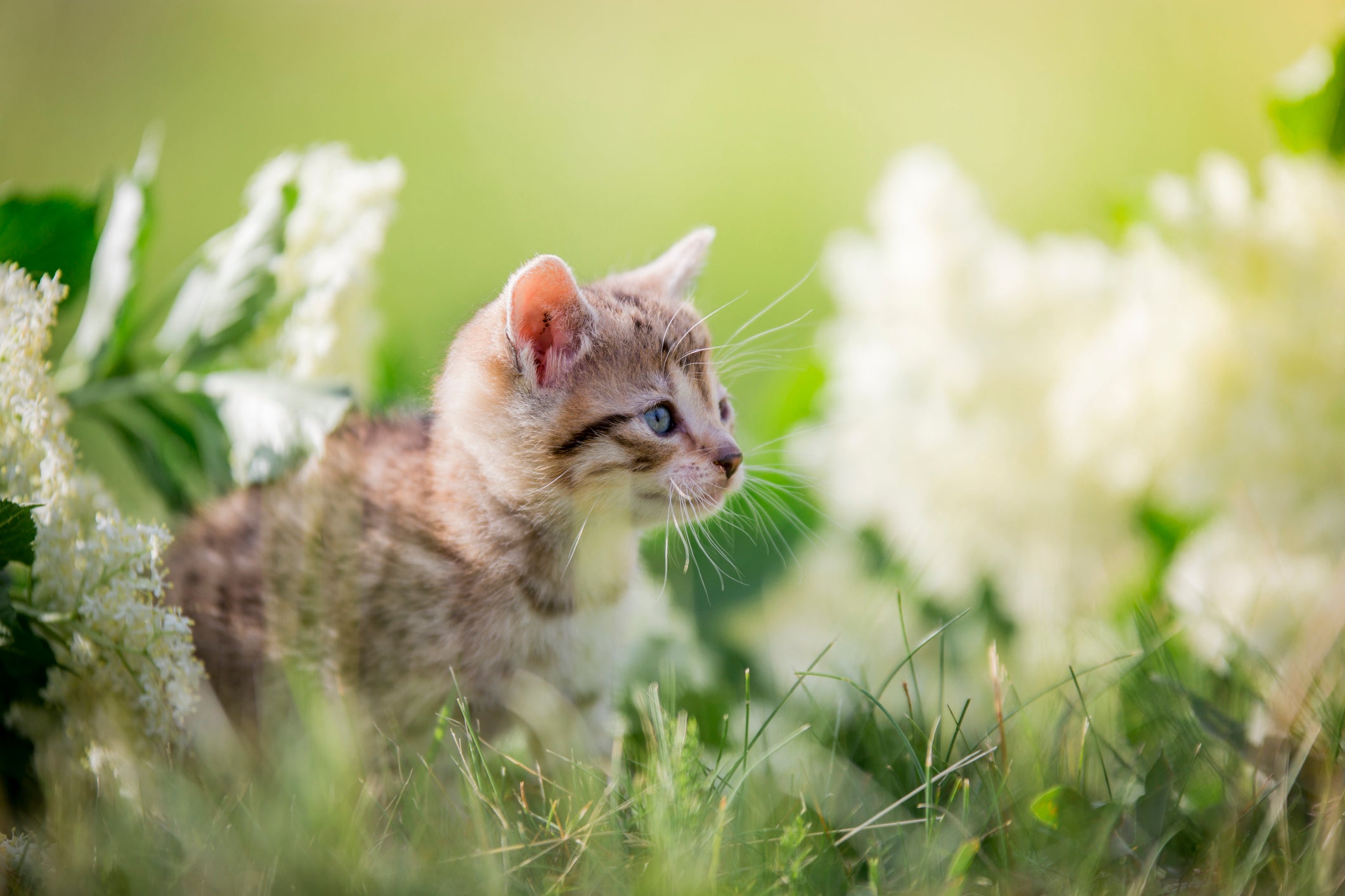 Filhote de gato com flores
