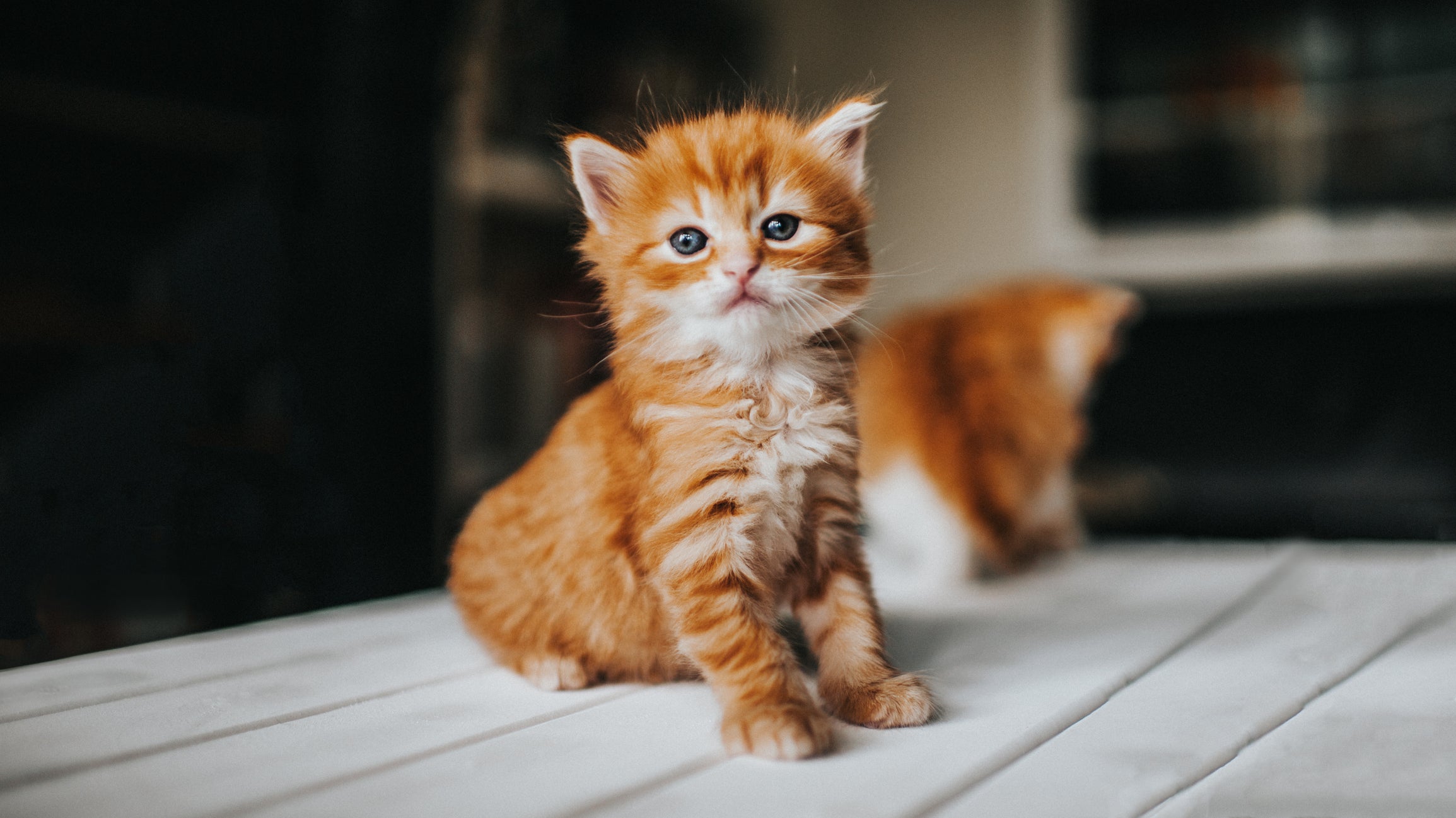 Filhote de gato laranja fofo