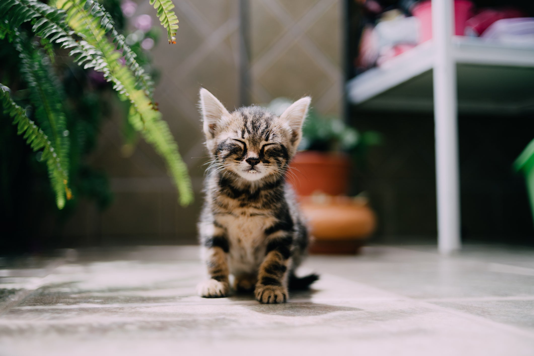 Filhote de gato em casa