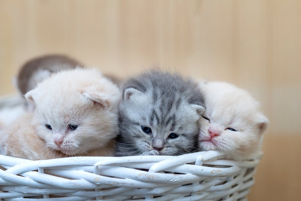 Para quem gosta de gatinhos fofos, os filhotes de British Shorthair ganham pontos