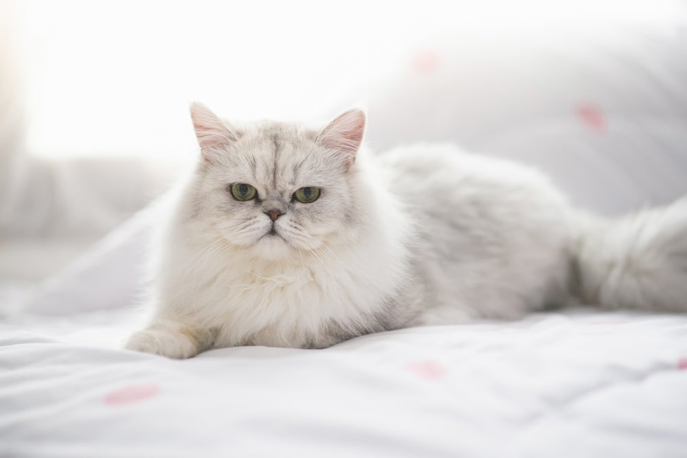 Raças de gatos peludos: o Persa se destaca na categoria