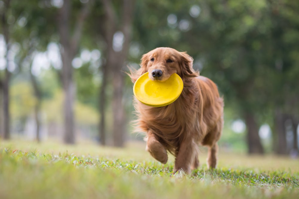 A raça de cachorro Golden Retriever é muito esperta