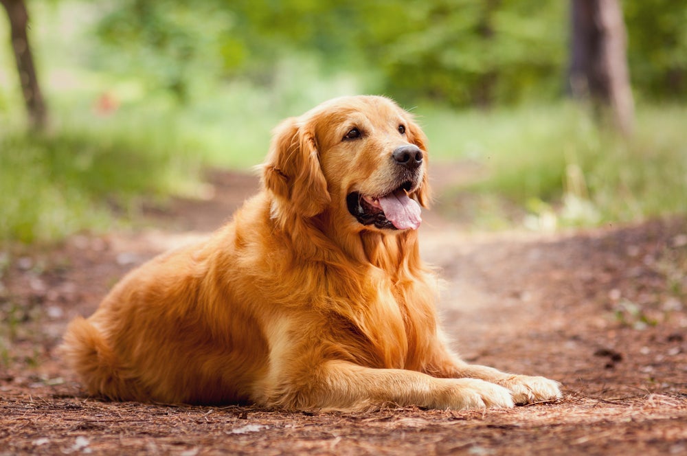Dos cachorros mais populares, o Golden é uma das únicas raças grandes