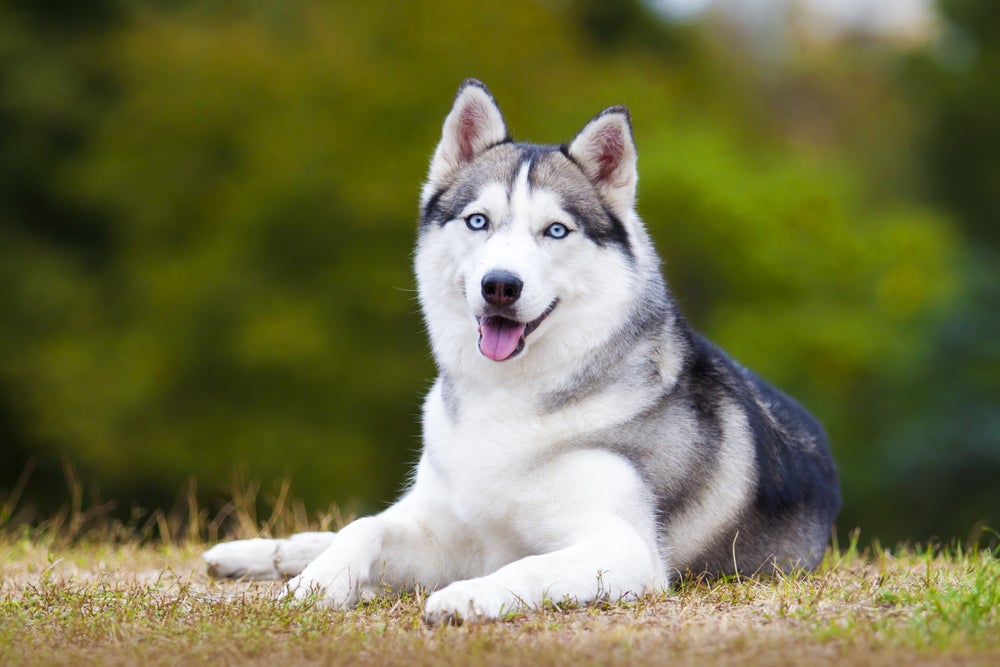 O Husky Siberiano é uma das raças de cachorro mais bonitas
