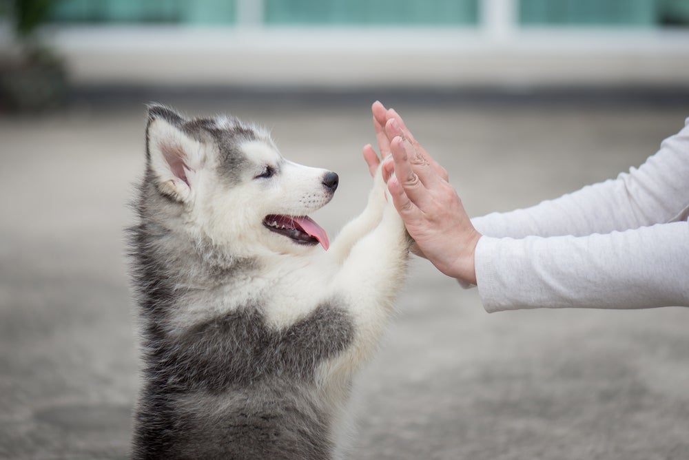 Cachorros mais populares do Brasil: Husky Siberiano é bem esperto